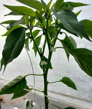 알 수 없음님의 고추 · 일상 작성글 사진