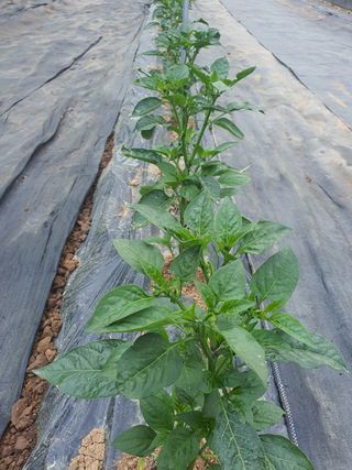 엘림농장님의 고추 · 일상 작성글 사진