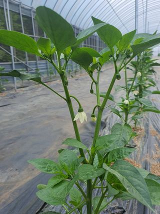 엘림농장님의 고추 · 일상 작성글 사진