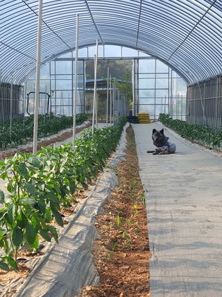 엘림농장님의 고추 · 일상 작성글 사진