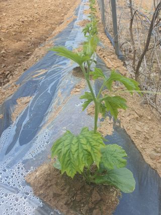 엘림농장님의 고추 · 일상 작성글 사진