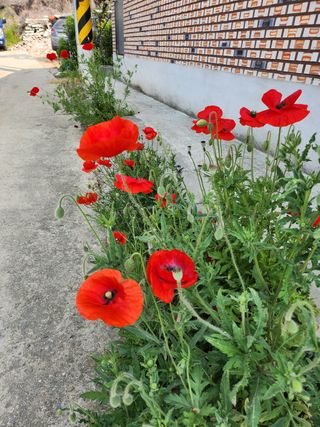 귤20971님의 자유주제 · 자유게시판 작성글 사진