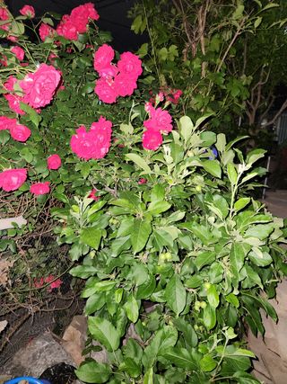 kis님의 자유주제 · 자유게시판 작성글 사진