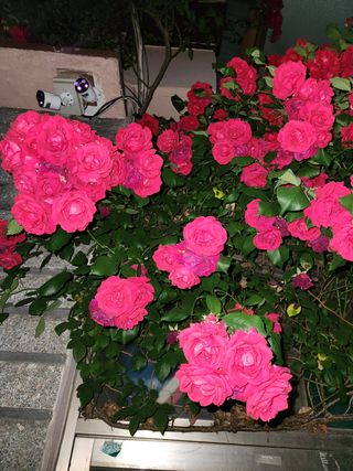 kis님의 자유주제 · 자유게시판 작성글 사진