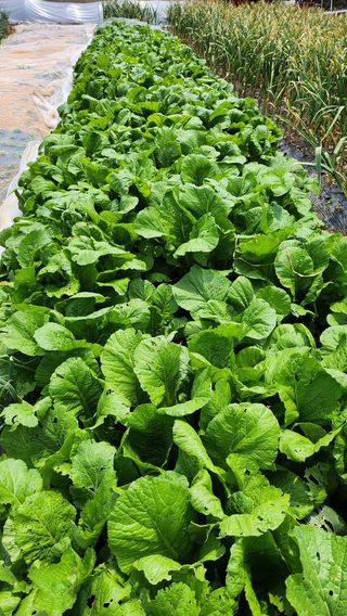 율촌 김은숙님의 자유주제 · 자유게시판 작성글 사진