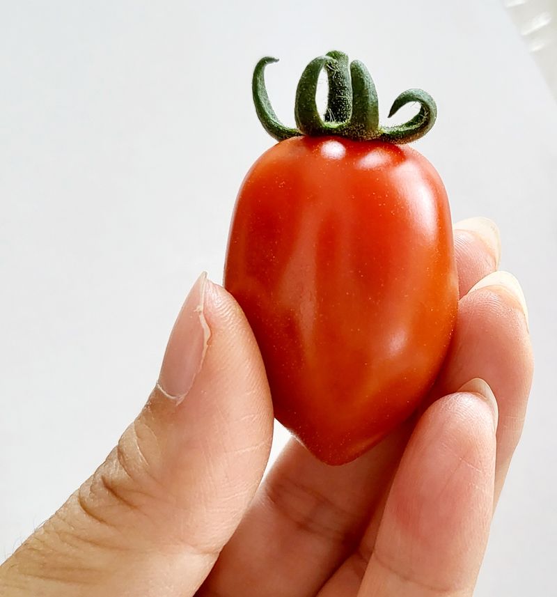 장터 상품 [대추방울토마토 5kg 팝니다] 썸네일