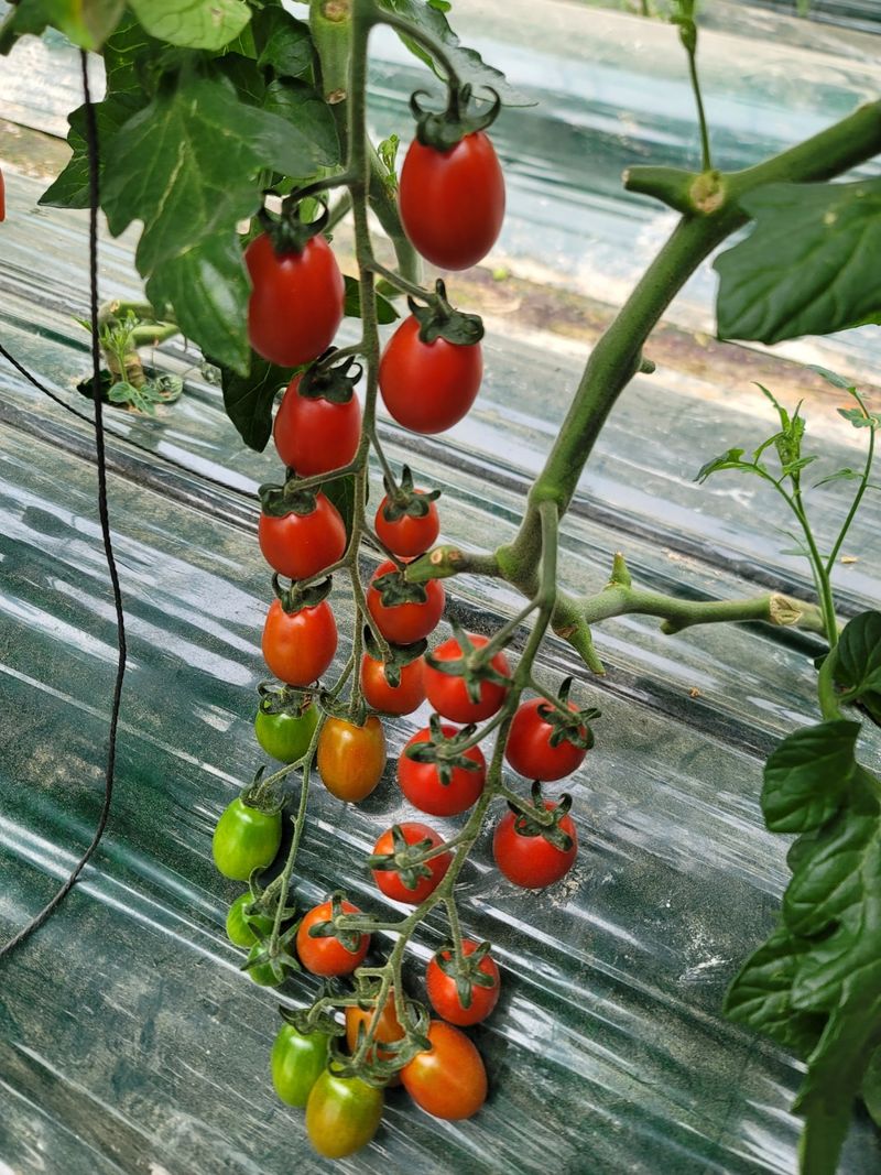 한미님의 장터 판매 상품 [대추방울토마토 5kg 팝니다] 첨부 사진