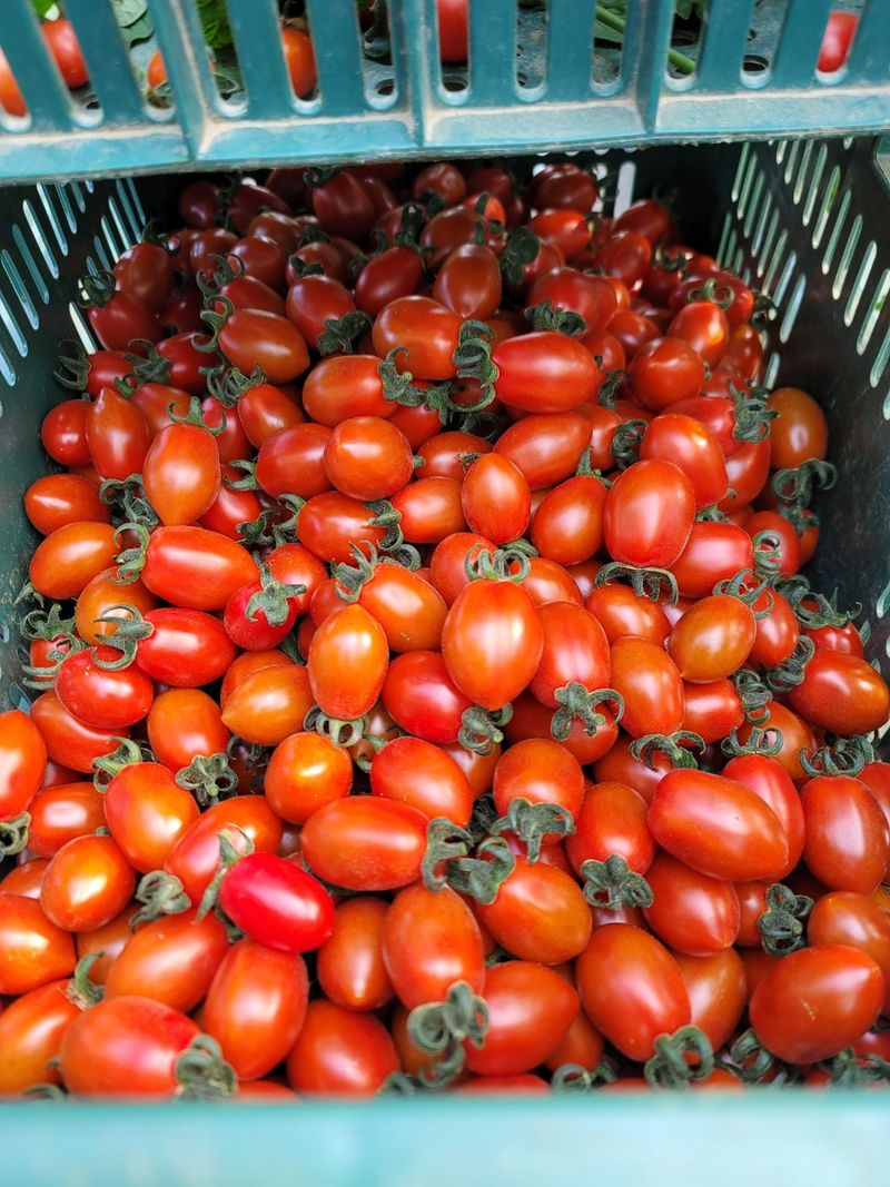 한미님의 장터 판매 상품 [대추방울토마토 5kg 팝니다] 첨부 사진