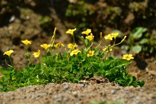 산 아래님의 마늘 · 일상 작성글 사진