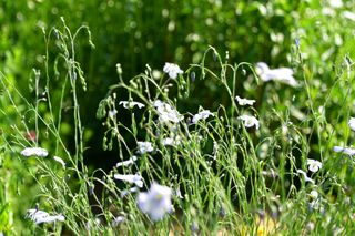 산 아래님의 마늘 · 일상 작성글 사진