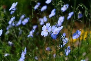 산 아래님의 마늘 · 일상 작성글 사진