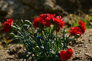 산 아래님의 마늘 · 일상 작성글 사진