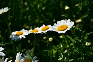 산 아래님의 마늘 · 일상 작성글 사진