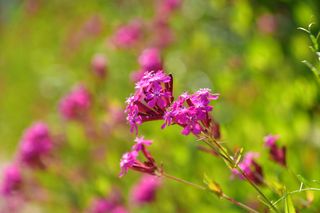 산 아래님의 마늘 · 일상 작성글 사진