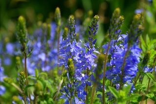 산 아래님의 마늘 · 일상 작성글 사진