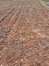 팜모닝 옥수수·자유게시판 게시글 이미지