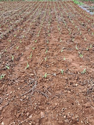 장민경님의 옥수수 · 자유게시판 작성글 사진