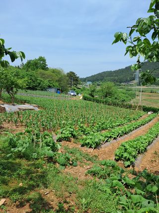 장민경님의 옥수수 · 자유게시판 작성글 사진