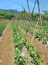 팜모닝 콩·자유게시판 게시글 이미지