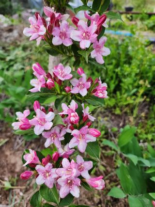 쏭이네농장(현자)님의 자유주제 · 자유게시판 작성글 사진