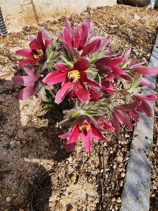 쏭이네농장(현자)님의 자유주제 · 자유게시판 작성글 사진