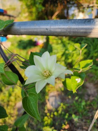 쏭이네농장(현자)님의 자유주제 · 자유게시판 작성글 사진