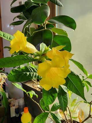 쏭이네농장(현자)님의 자유주제 · 자유게시판 작성글 사진