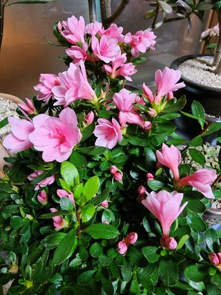 쏭이네농장(현자)님의 자유주제 · 자유게시판 작성글 사진