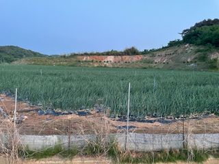 ONION님의 양파 · 병해충상담 작성글 사진