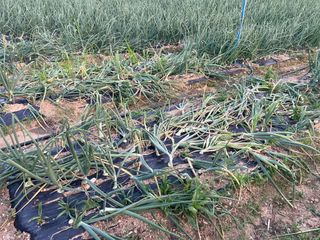 ONION님의 양파 · 병해충상담 작성글 사진