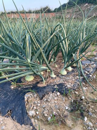 ONION님의 양파 · 병해충상담 작성글 사진