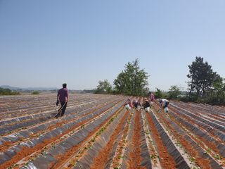 알 수 없음님의 고구마 · 자유게시판 작성글 사진