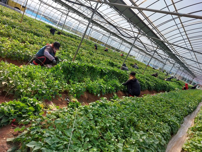 장터 상품 [꿀,호박,자색,풍원미 순 판매] 썸네일