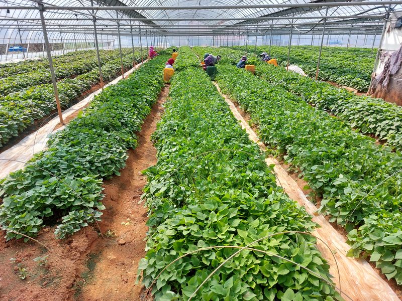 농촌의지킴님의 장터 판매 상품 [꿀,호박,자색,풍원미 순 판매] 첨부 사진