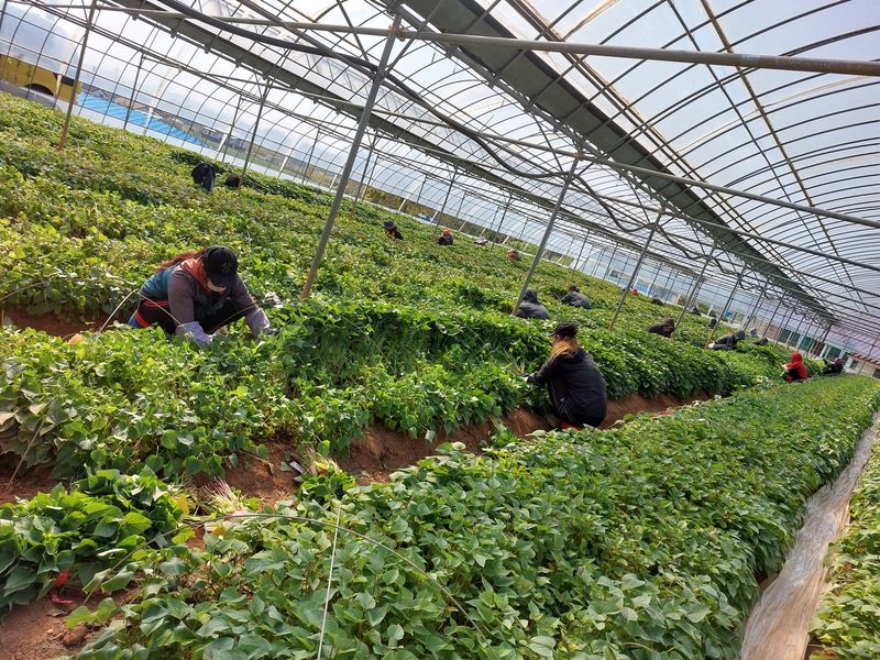 농촌의지킴님의 장터 판매 상품 [꿀,호박,자색,풍원미 순 판매] 첨부 사진