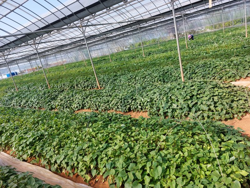 농촌의지킴님의 장터 판매 상품 [꿀,호박,자색,풍원미 순 판매] 첨부 사진