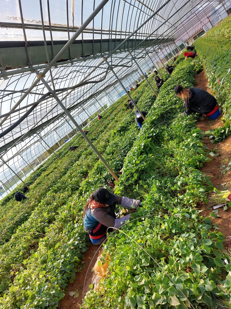 농촌의지킴님의 장터 판매 상품 [꿀,호박,자색,풍원미 순 판매] 첨부 사진