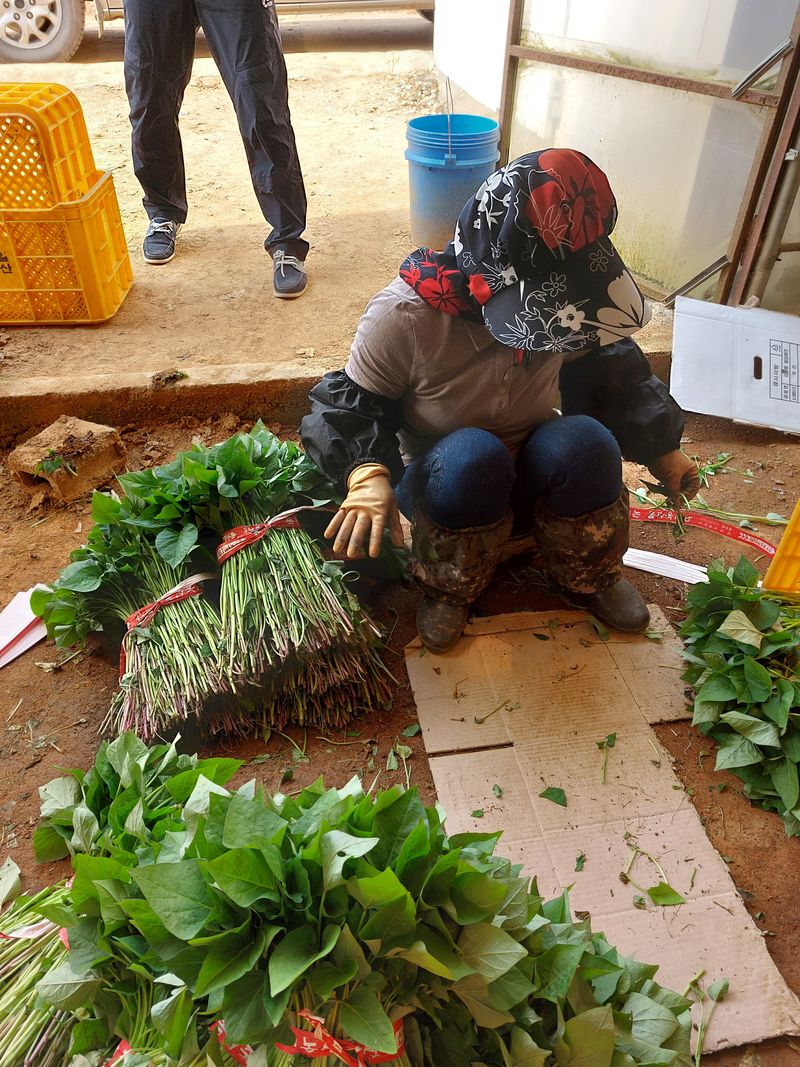 농촌의지킴님의 장터 판매 상품 [꿀,호박,자색,풍원미 순 판매] 첨부 사진