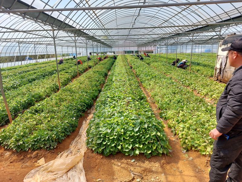 농촌의지킴님의 장터 판매 상품 [꿀,호박,자색,풍원미 순 판매] 첨부 사진