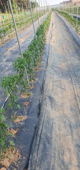 팜모닝 고추·병해충상담 게시글 이미지