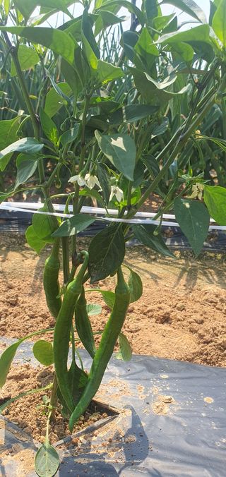 박애경님의 고추 · 병해충상담 작성글 사진