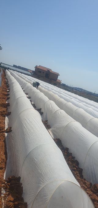 박애경님의 고추 · 병해충상담 작성글 사진