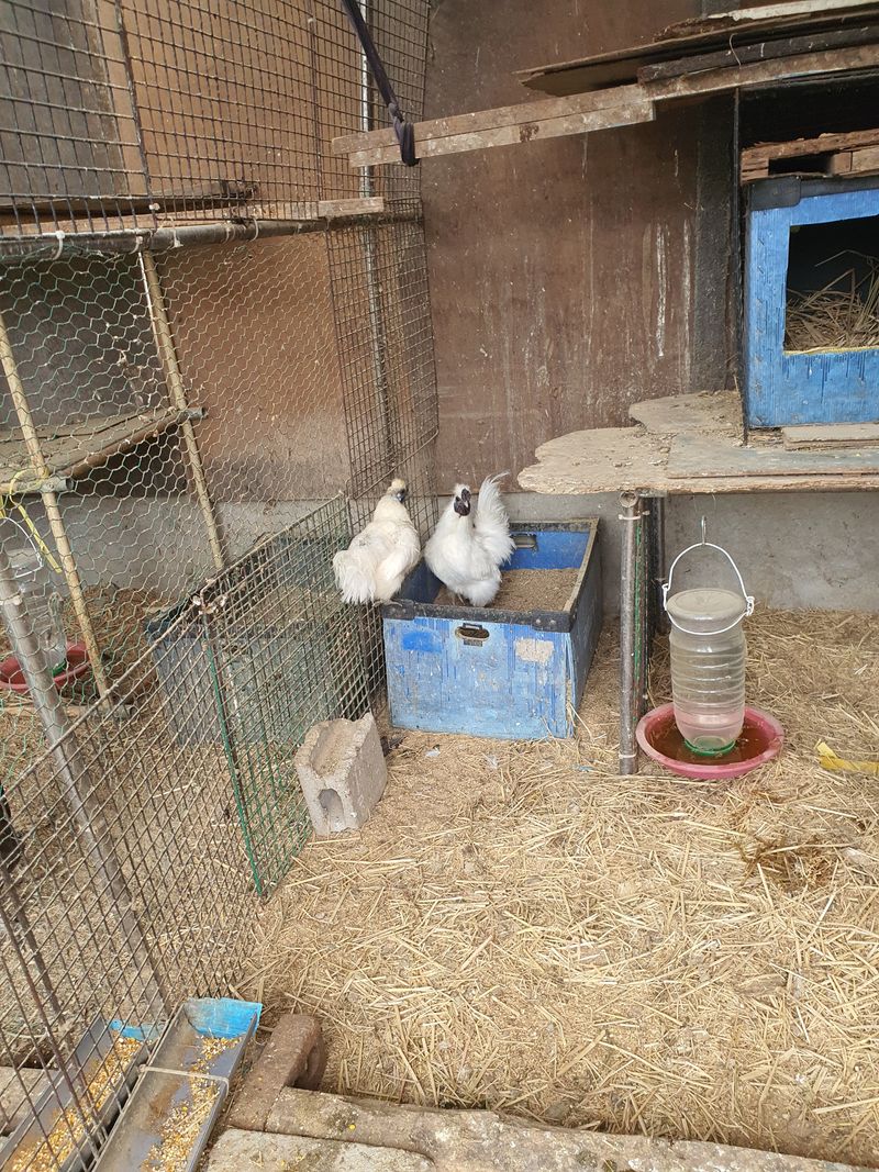 장터 상품 [백봉오골계] 썸네일