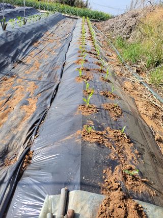 김종옥님의 고추 · 일상 작성글 사진