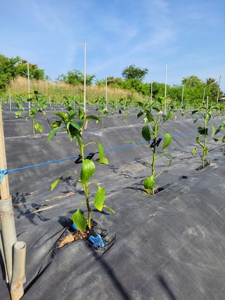 김종옥님의 고추 · 일상 작성글 사진