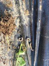 팜모닝 고추·병해충상담 게시글 이미지