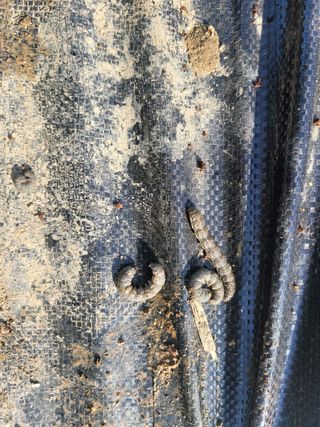 와여농산님의 고추 · 병해충상담 작성글 사진