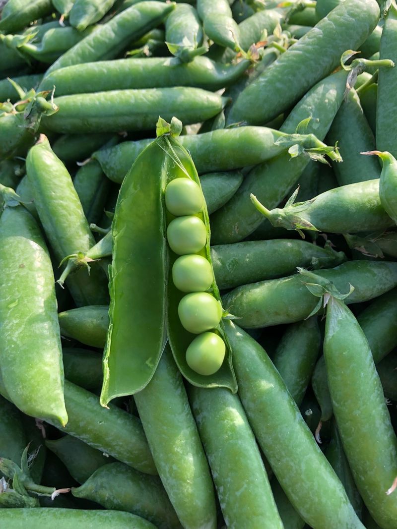 장터 상품 [햇 완두콩 1kg] 썸네일