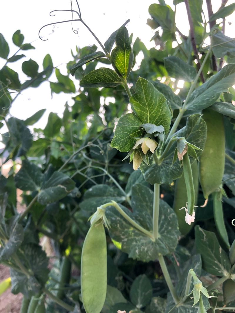 다솜초님의 장터 판매 상품 [햇 완두콩 1kg] 첨부 사진