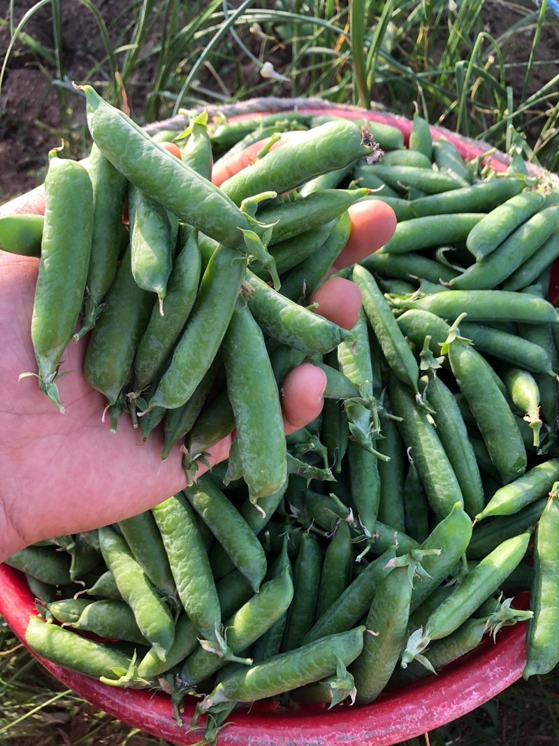 다솜초님의 장터 판매 상품 [햇 완두콩 1kg] 첨부 사진